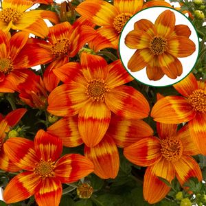 Afbeelding van Bidens P12 Orange